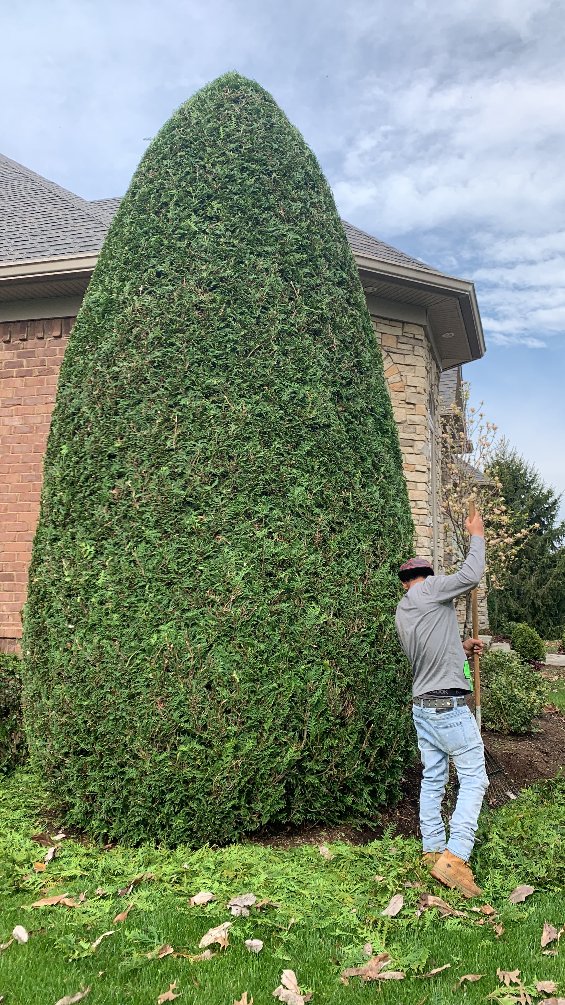 Professional landscaper trimming a meticulously shaped evergreen tree