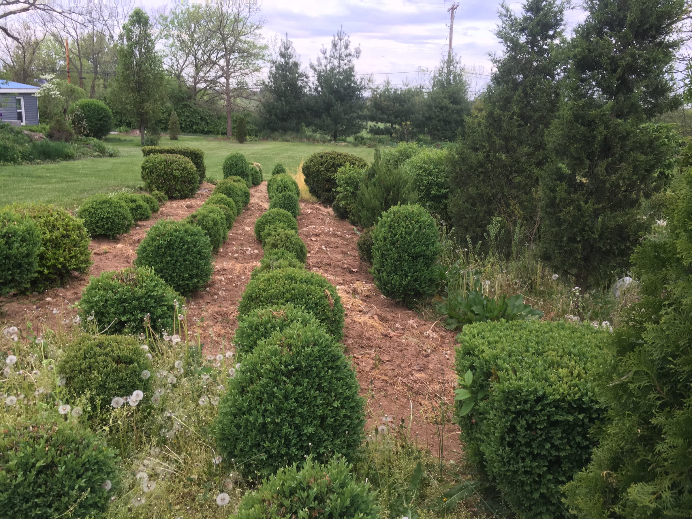 Foundation Planting Install - Image 3