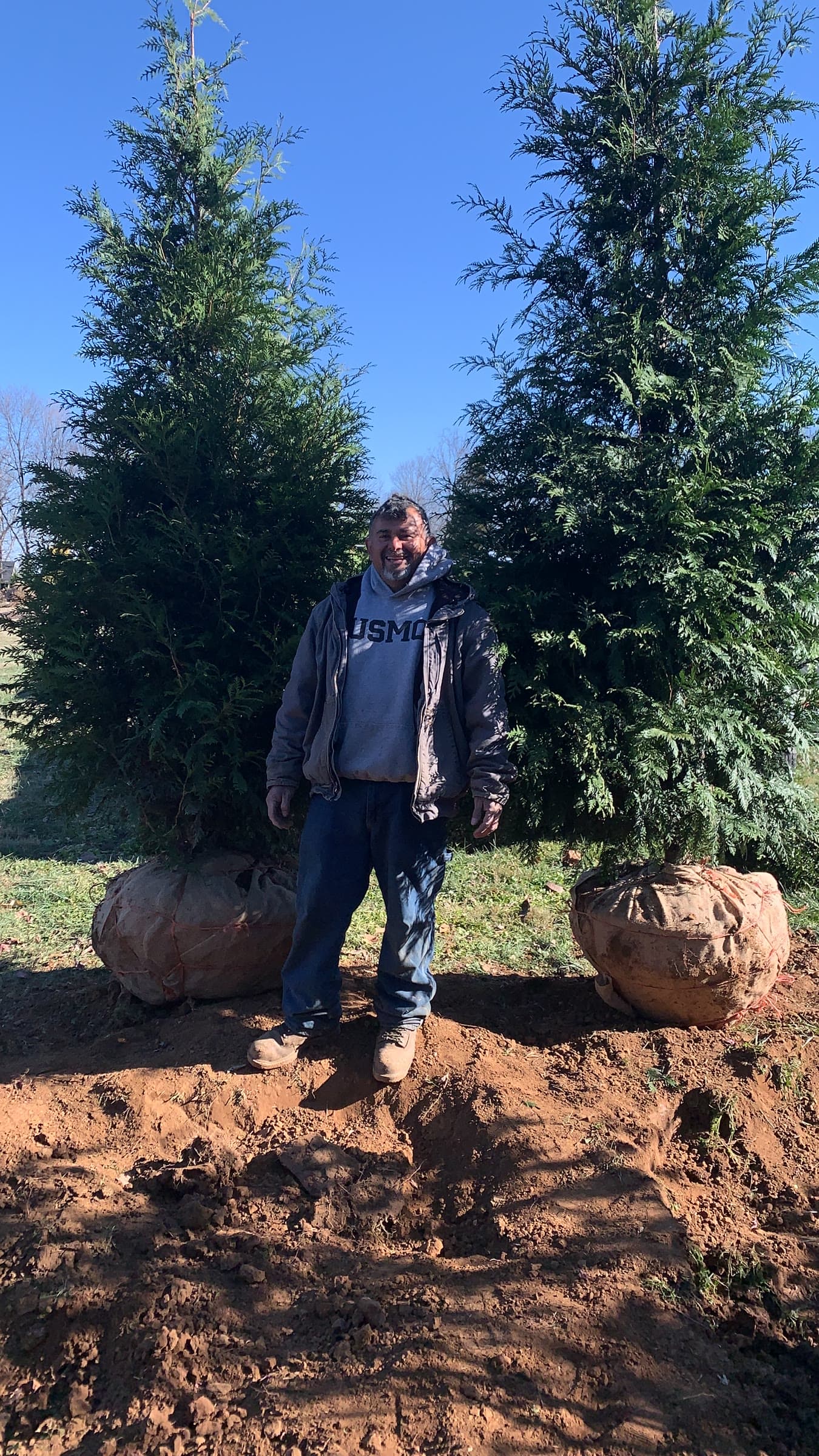 Small Tree & Shrub Install