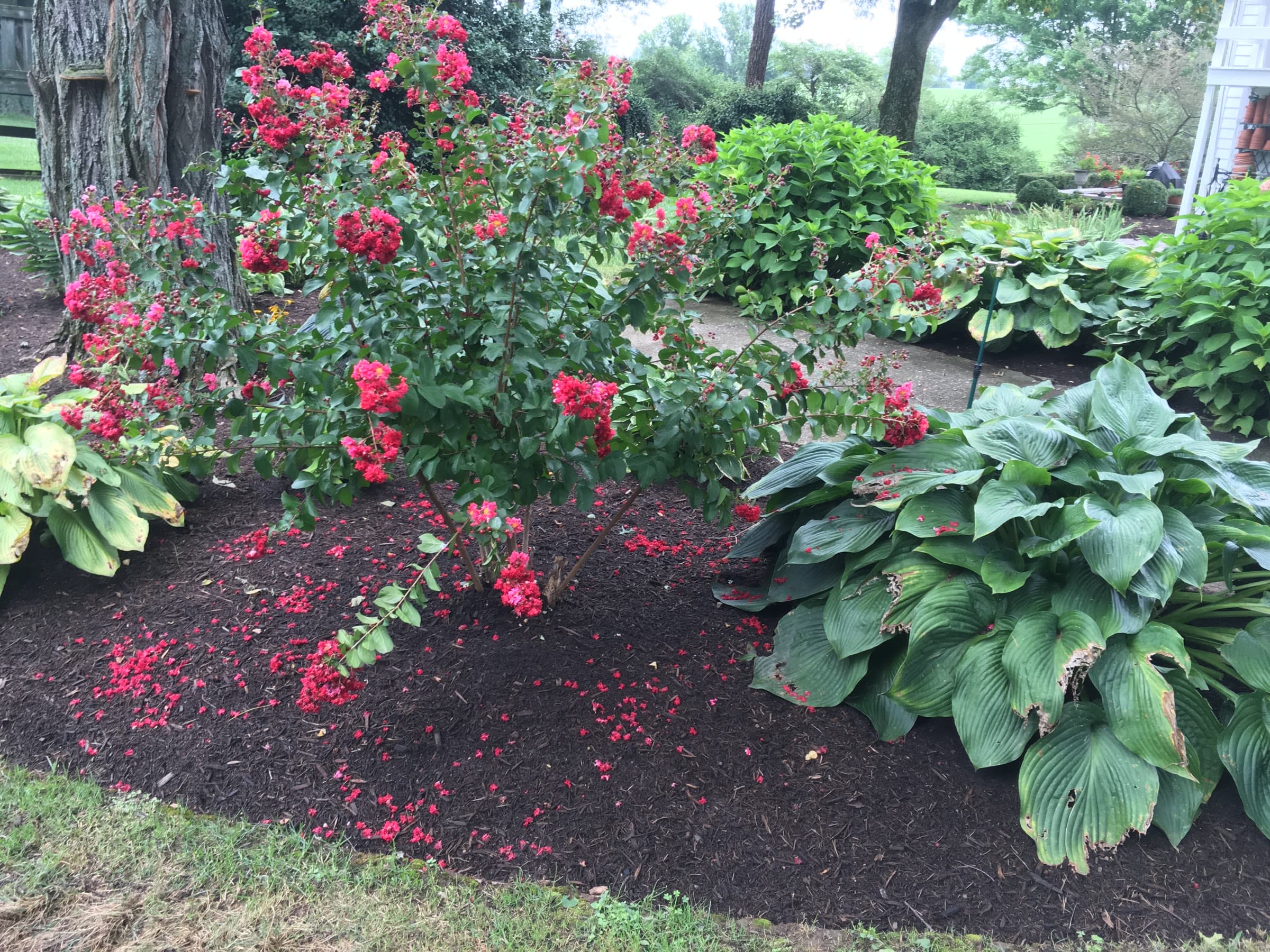 Flowering landscape bed with fresh mulch and seasonal color