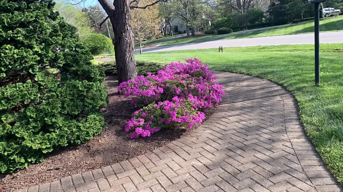 Backyard Upgrade